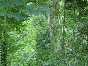 Congo (à Rocquement)